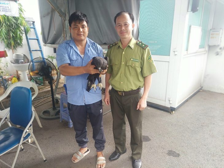 Anh Nguyễn Việt Tính giao diều đầu nâu cho kiểm lâm viên - Ảnh do lực lượng chức năng cung cấp